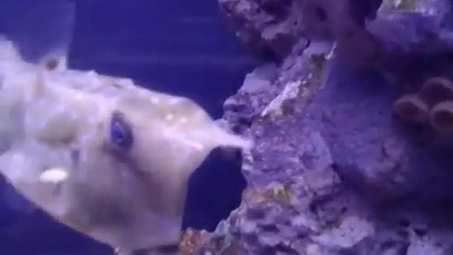 Океанариум.Отдых и красота.Санкт-Петербург