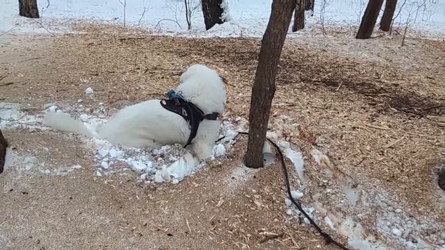 Маремма и снег :)