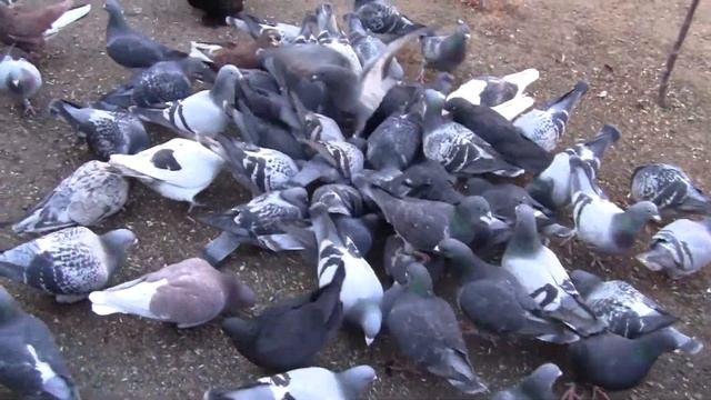 84d64915a81db53a15f3147157e2ca8c