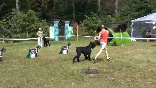 Кобели  Открытый, Идрис Бакармалям