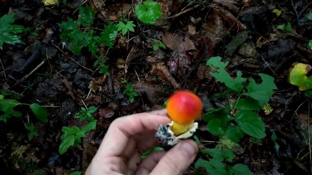 Царский, Цезарев, Кесарев приморский край грибы (Amanita Caesarea)