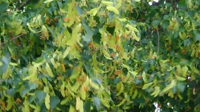 What's Blooming In July   Wisconsin Garden Video Blog 1071
