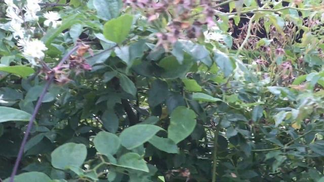 Clématite Flammette 'Clematis Flammula' Ou Clématite Brûlante Floraison éxubérante