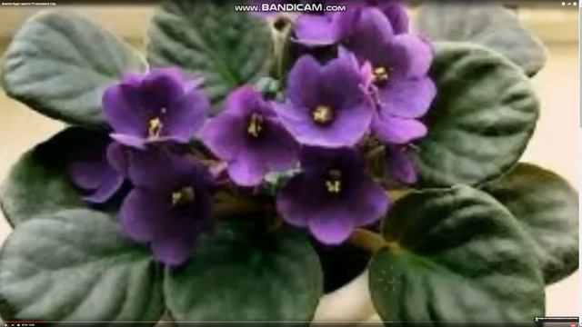 Five Winds Asset Management. ИНФОРМАЦИЯ от АЛЕКСАНДРА КЕСТЛИ!