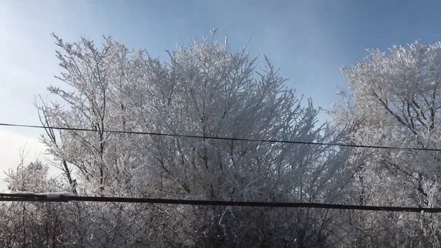 Зимняя сказка - деревья в серебре .