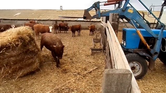 Вот как нужно откармливать бычков