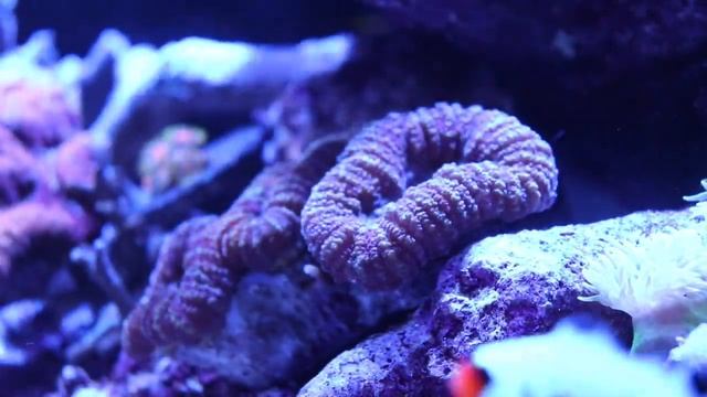 Waterbox Reef Tank Update