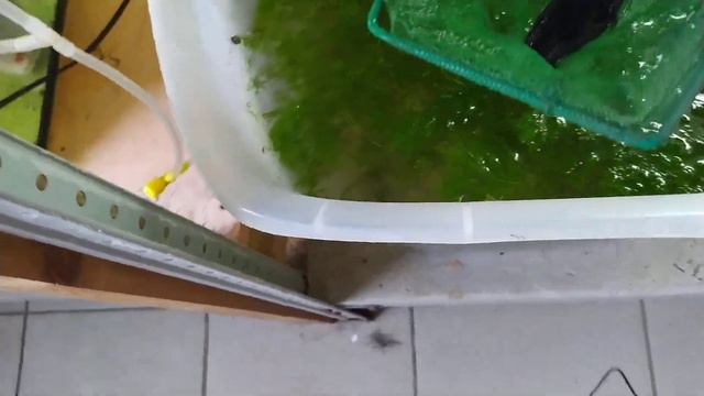 Подарили ведро с рыбками! Огромная Моллинезия, я такую ещё не видел!!