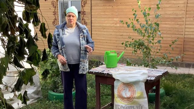 Шумовая истерия у кур.