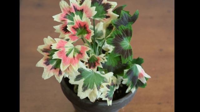 226. Jill Brown   질 브라운 Pelargonium 제라늄