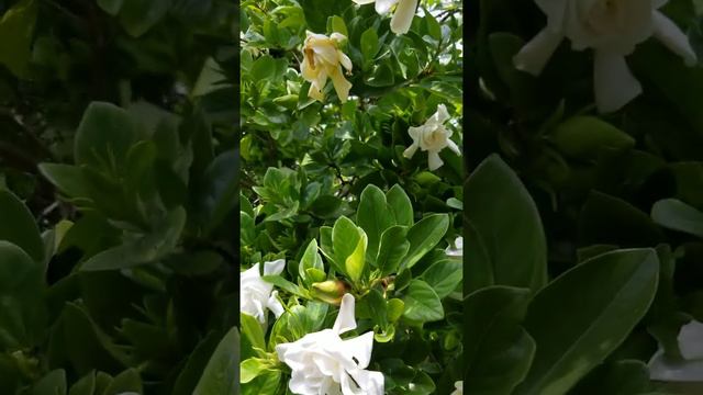 Beautiful Gardenia Tree