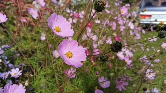 подготовка грядки к зиме