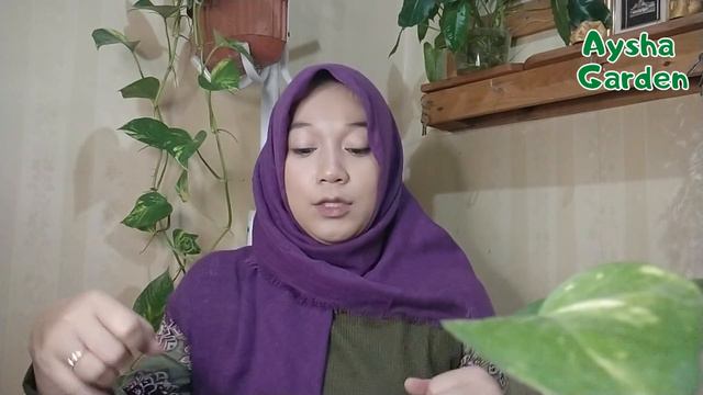 AYSHA HOUR EP1- CABE TERPEDAS CAROLINA REAPER - CARA TANAM TULIP - CALLA LILY FREESIA - RAINLILY#15