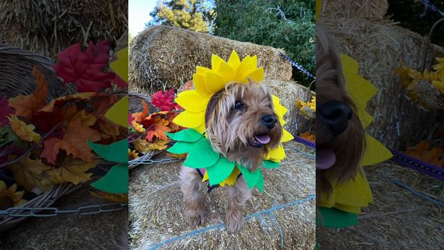 11cdd448bafbae4248cf0a6200cfeb23