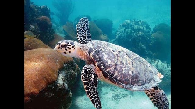 Удивительные соседи. Черепаха