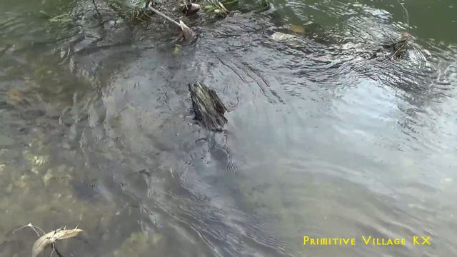 Primitive Technology : Catch Catfish In The River With A Giant Crossbow