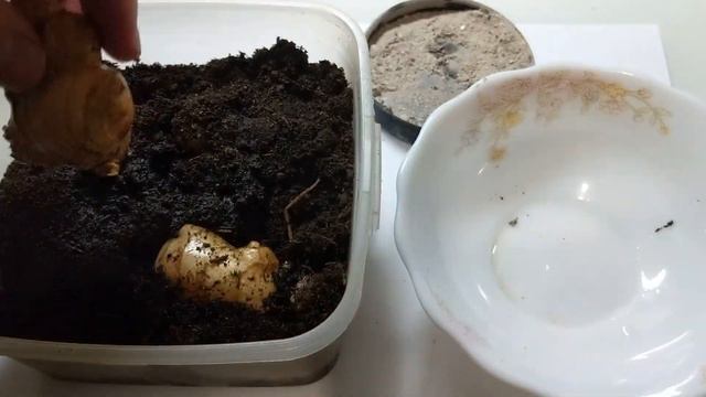 Сажаю имбирь на рассаду!