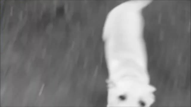 Лабрадор Max гуляет :D