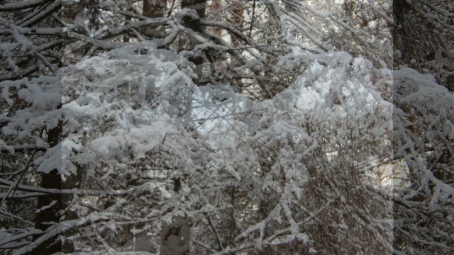 Рождественский лес