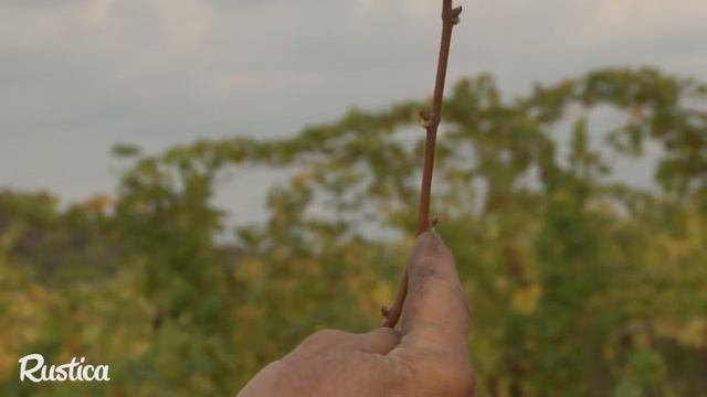 Réussir La Taille De La Vigne La Première Année De Plantation