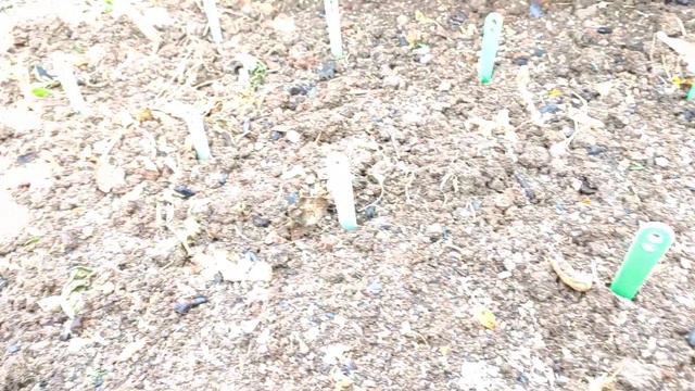 100-#natural# ఎప్పుడూ చేయని విధంగా#terrace Garden.