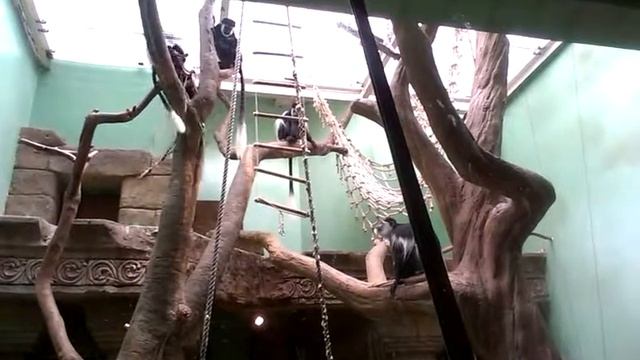 Приколы с животными 2014 - обезьяна дёргает другую за хвост