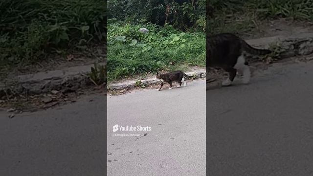 ВЕЛЮРОВЫЕ ПЛЮШИКИ