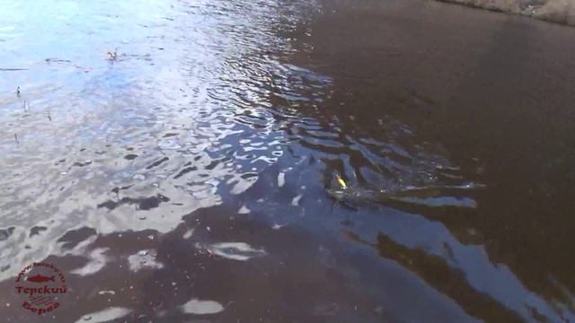 Амурская щука