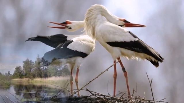Седьмой Алексей   Белые журавли
