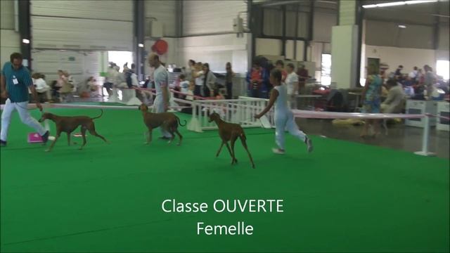 Azawakh Championnat De France 2014 SCC, Azawakhs, Азавак, Azavak, سلوقي