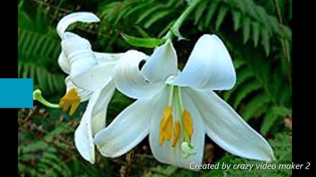 Scientific Name Of Lilium/scientific Classification: Lilium