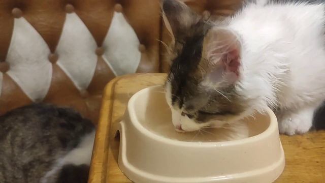 котенок Филя -эгоист???