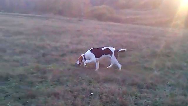 Щенок РПГ 5 месяцев на прогулке