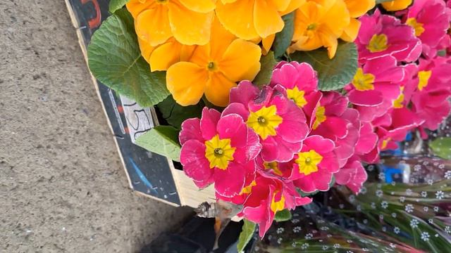 колибри в Сочи