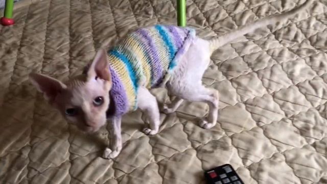 Котёнок Ёшка❤️моя боль! #котики #сфинксы