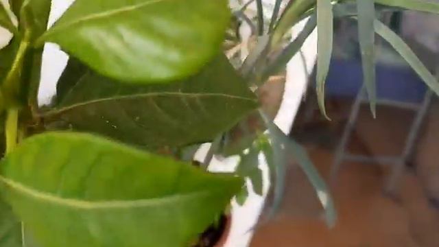 Gardenya çiçeği Bakımı | Gardenya çiçeği Ve Açılışı |gardenya çiçeği Nasıl Sulanmalı.