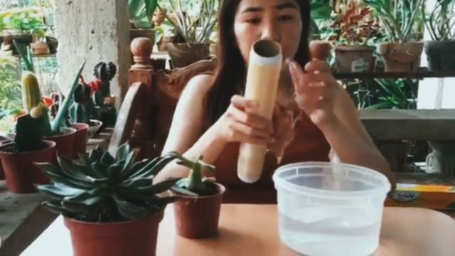 Succulent Propagation Tutorial