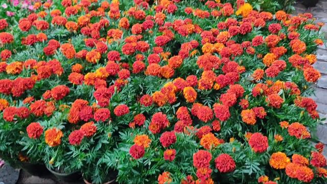 Shyambazar Sakher Hat|Tala Hat Visit & Prices Of Winter Season Flower Saplings || Biggest In Kolkat