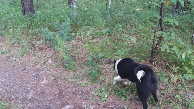Щенок Рел Вьюшка нашла колючего зверя😊