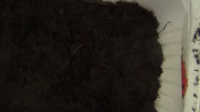 Посадка рассады( петунья,костер ,баклажан и т.д).Семья Белобородовых