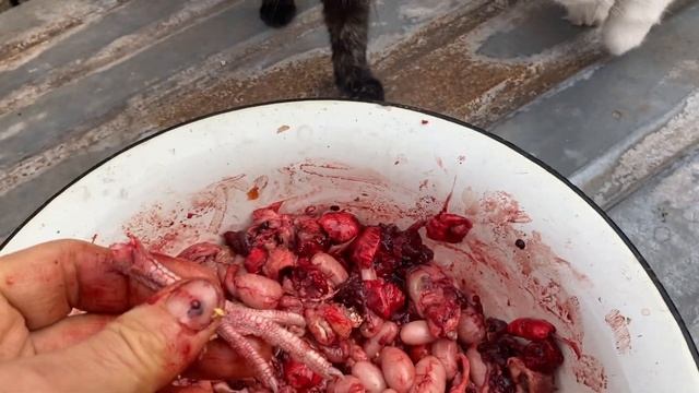 Много кошек и собак, чем кормить животных//Корм для кошек//Корм для собак