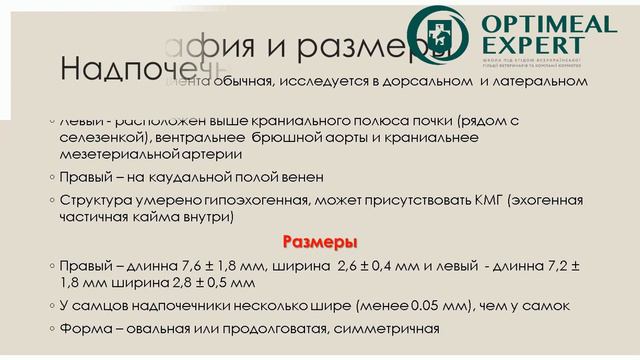 Промо відео: Ультразвукове дослідження з Галиною Мазуркевич. Модуль 2