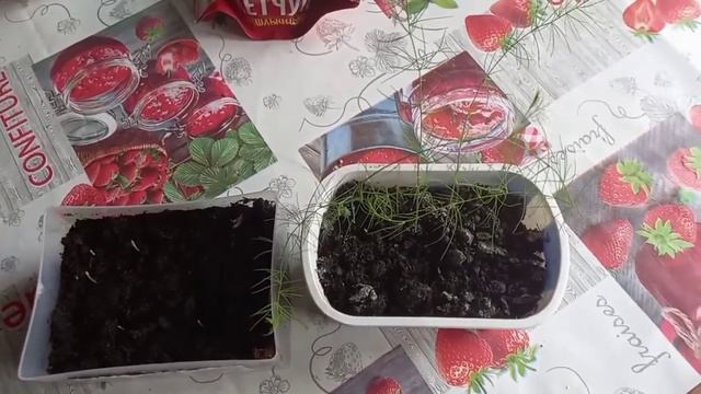 Посев спаржи из семечек. Ее рост в первый год.