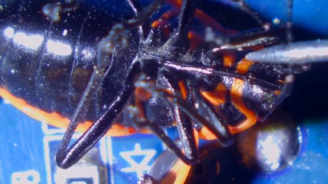 ? Солдатик клоп, рассматриваем под микроскопом / насекомые ?