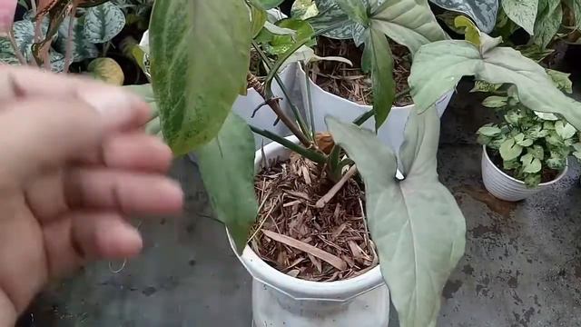 Update Hasil Tanam Syngonium Pink