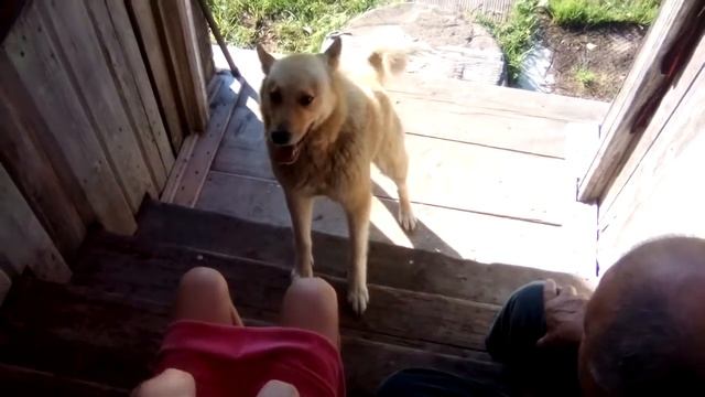 Собака ест волосы