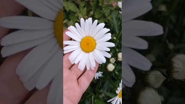 #ромашка 🌼🌼🌼 #многолетники #цветынадаче #цветывсаду #клумба