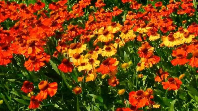 № Музыка для души, успокаивающая музыка для нервов, лечебная музыка для сердца и сосудов