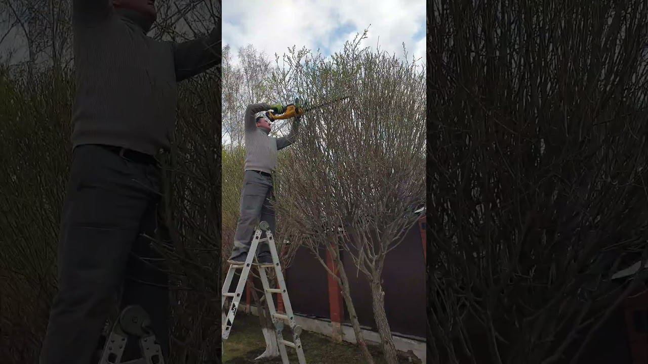 Формирующая обрезка ивы шаровидной #дача #весенниеработы #сад #садовник