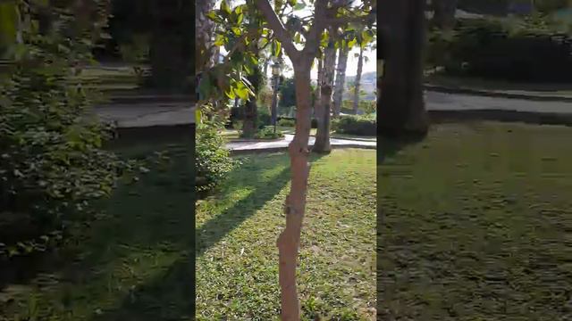 Кошкин парк в Алании .#Kedi Parki